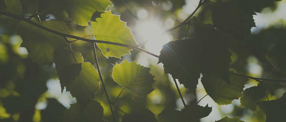 Portrait curo Rolf Müller